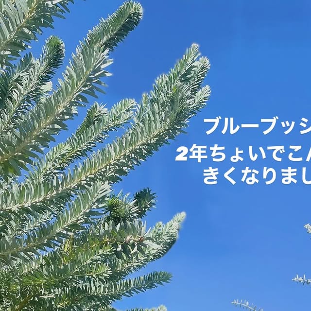 ブルーブッシュの記憶 - 2025-10-03